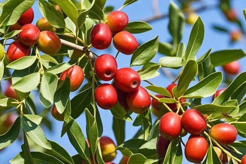 塞上天嬌酸棗糕與各地酸棗糕對比