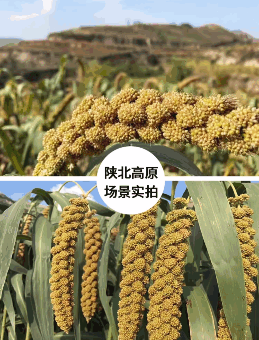 陜北婆姨小香米種植地 陜北婆姨小香米種植地